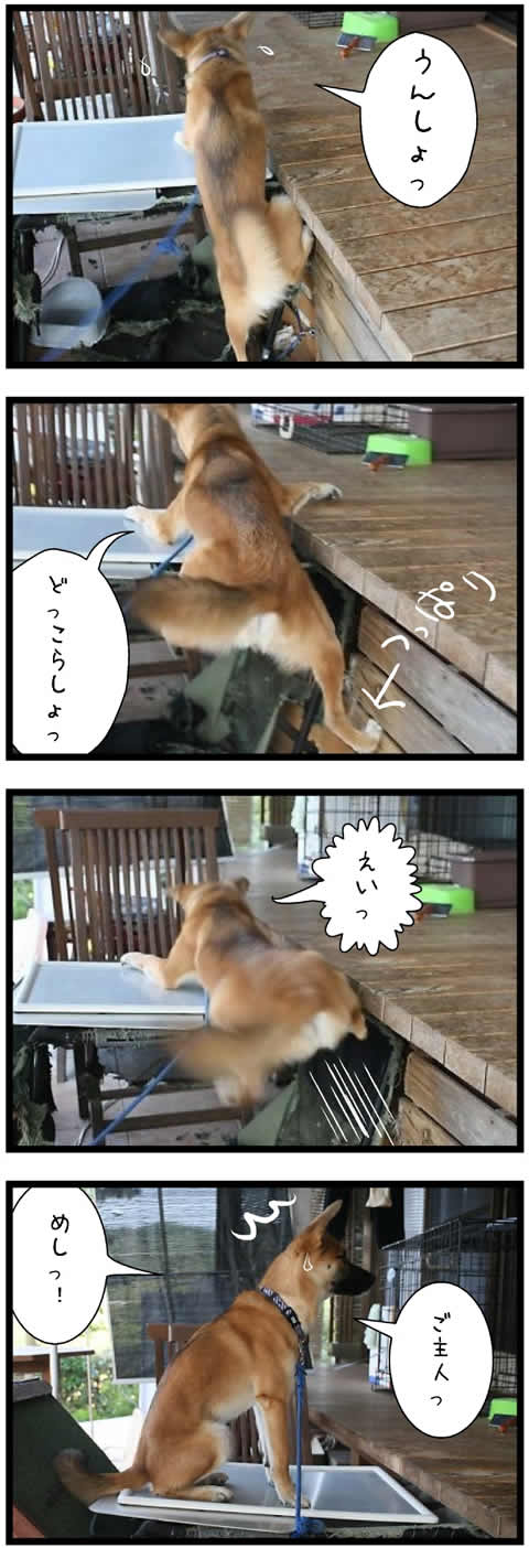 愛犬　チロ　//　　Photo  Setsuo S